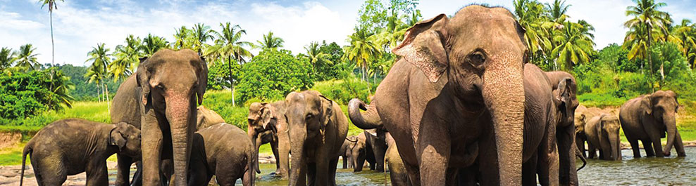 Last Minute Sri Lanka